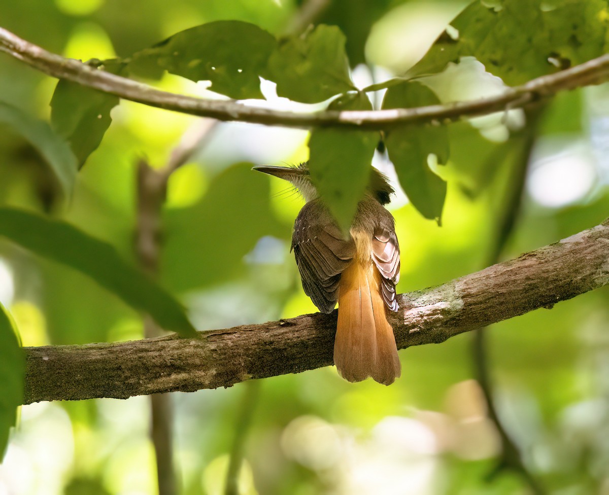 Tropical Royal Flycatcher (Northern) - ML645210543