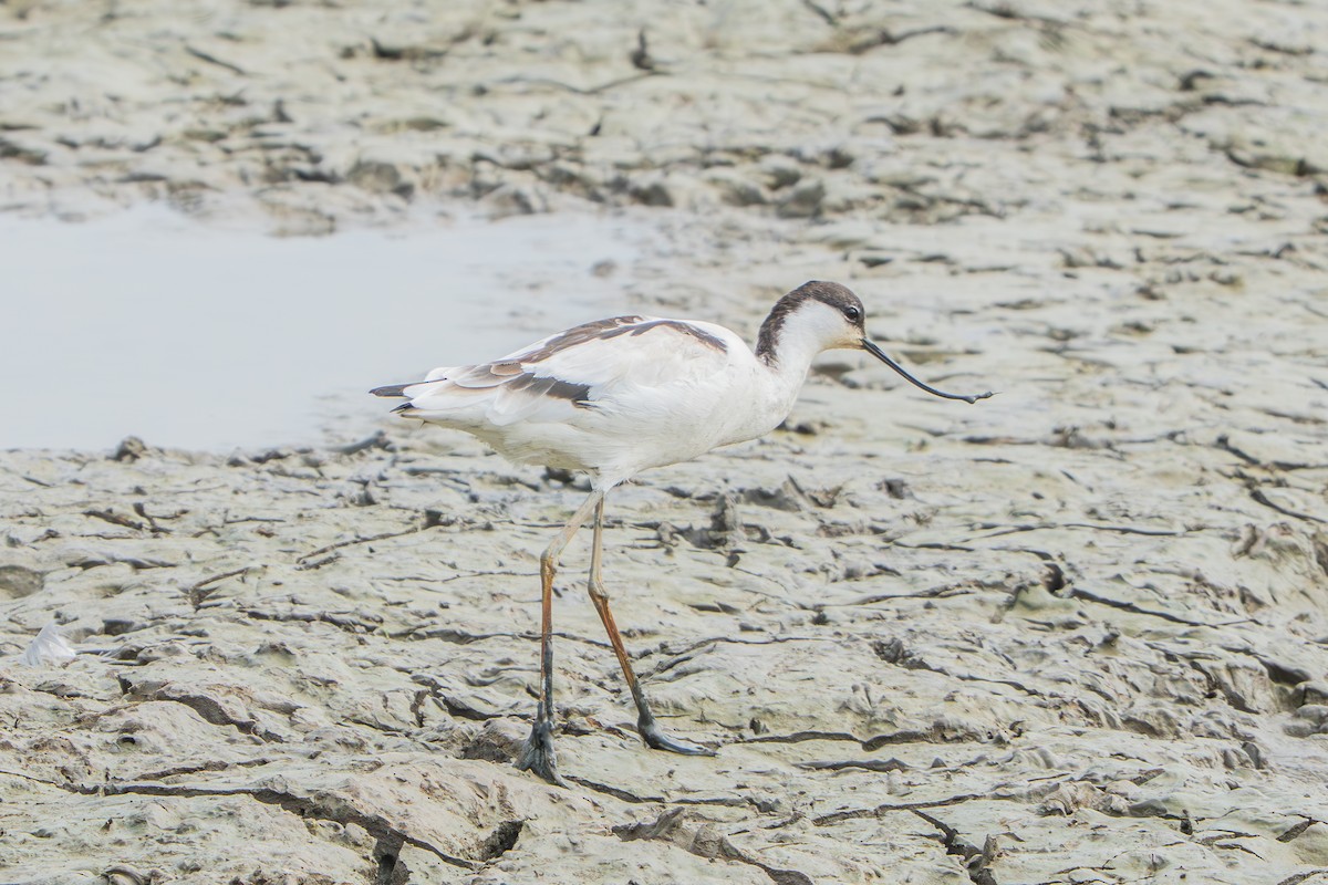 Pied Avocet - ML645210544