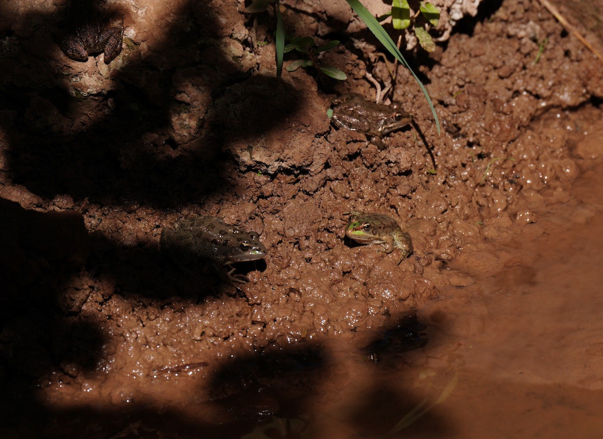 Moroccan Painted Frog - ML645210551