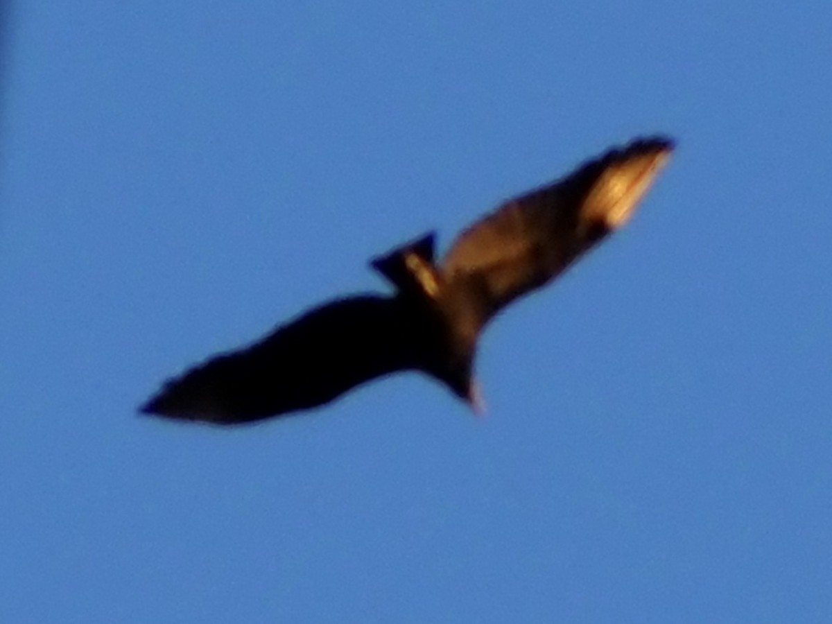 Чёрная катарта - ML645210554