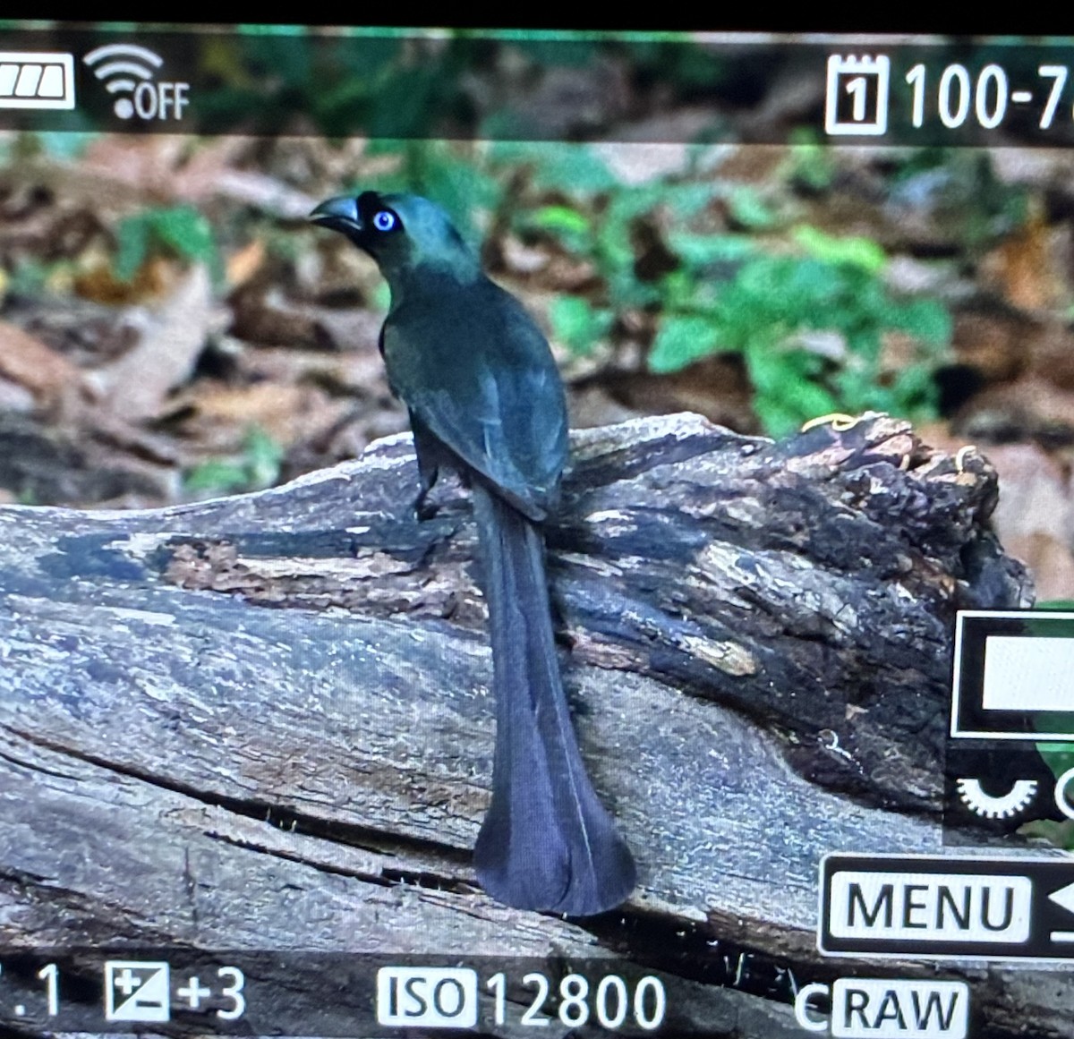 Ракетохвостая сорока - ML645210570