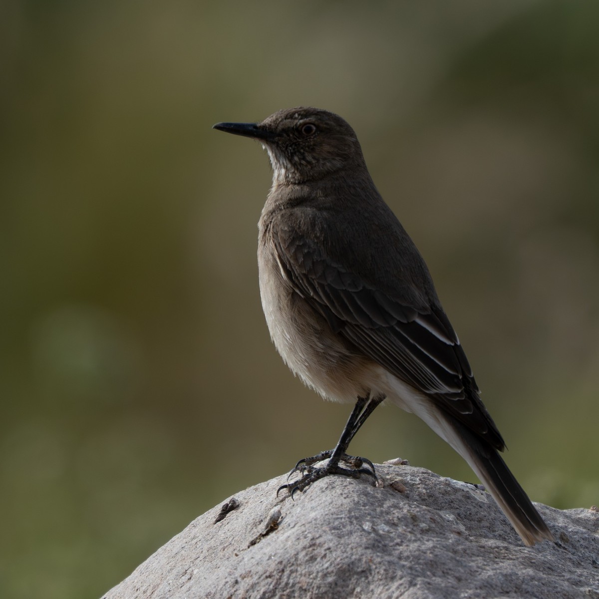 Горный гаучо - ML645210583