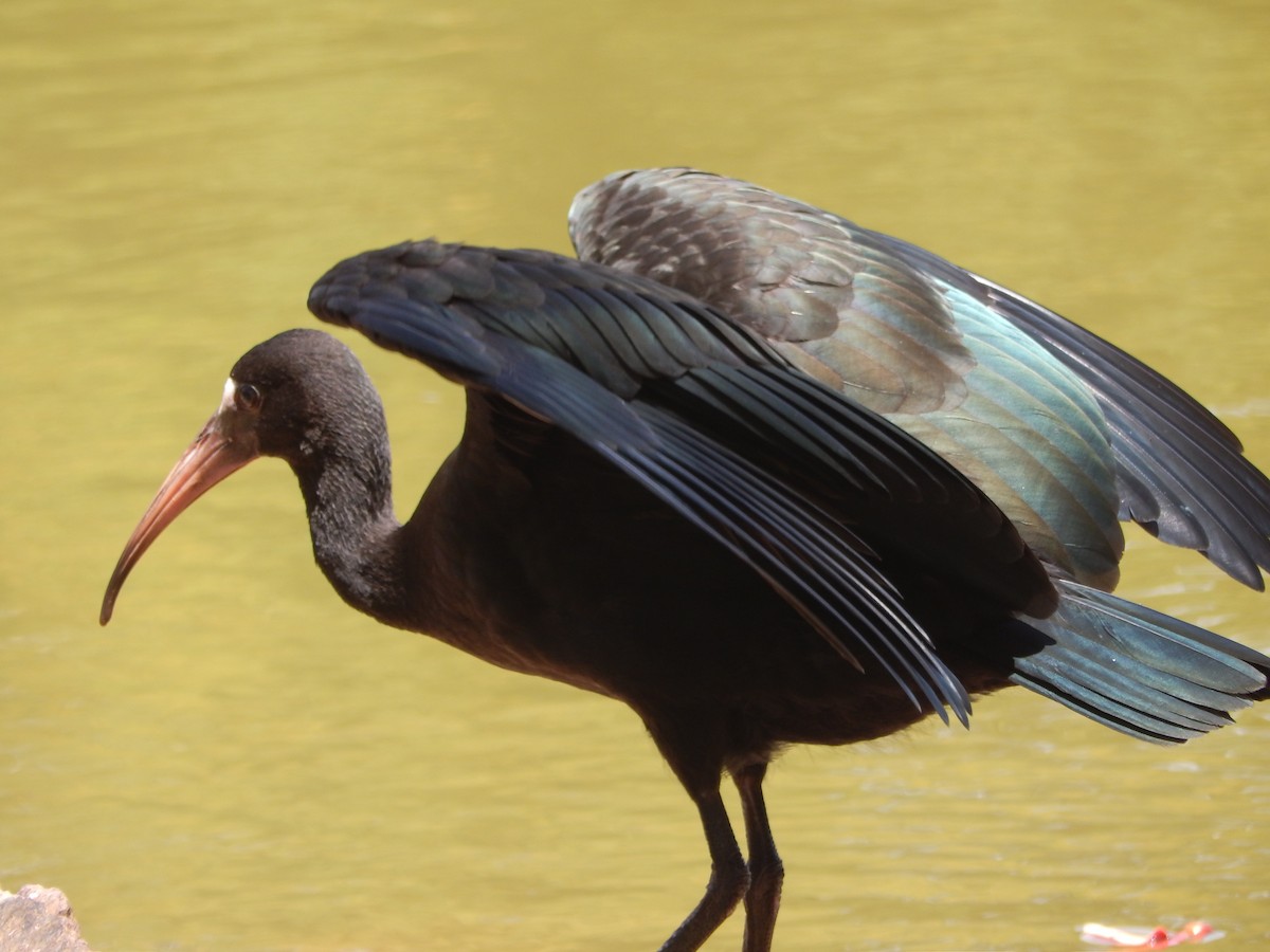 Ibis Afeitado - ML645210602