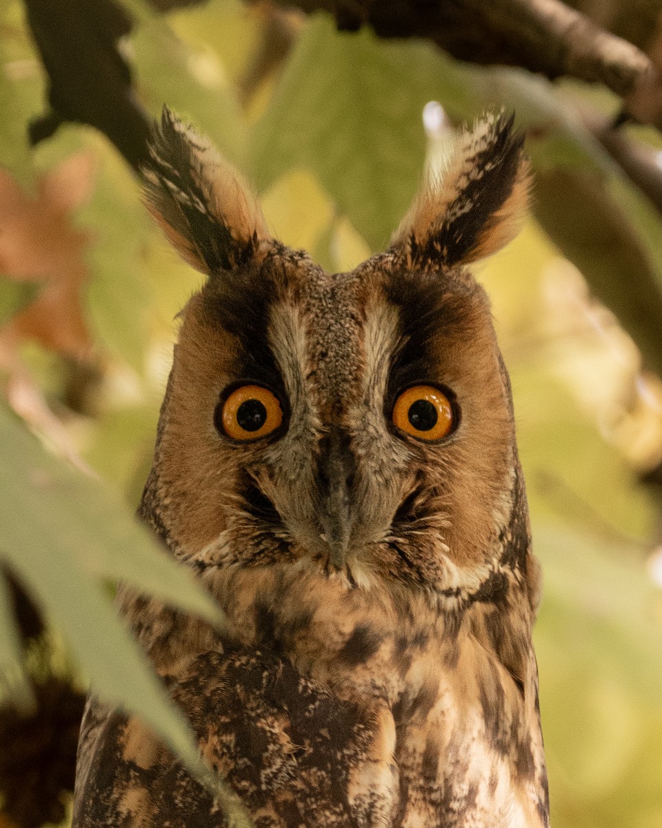 kalous ušatý - ML645210603