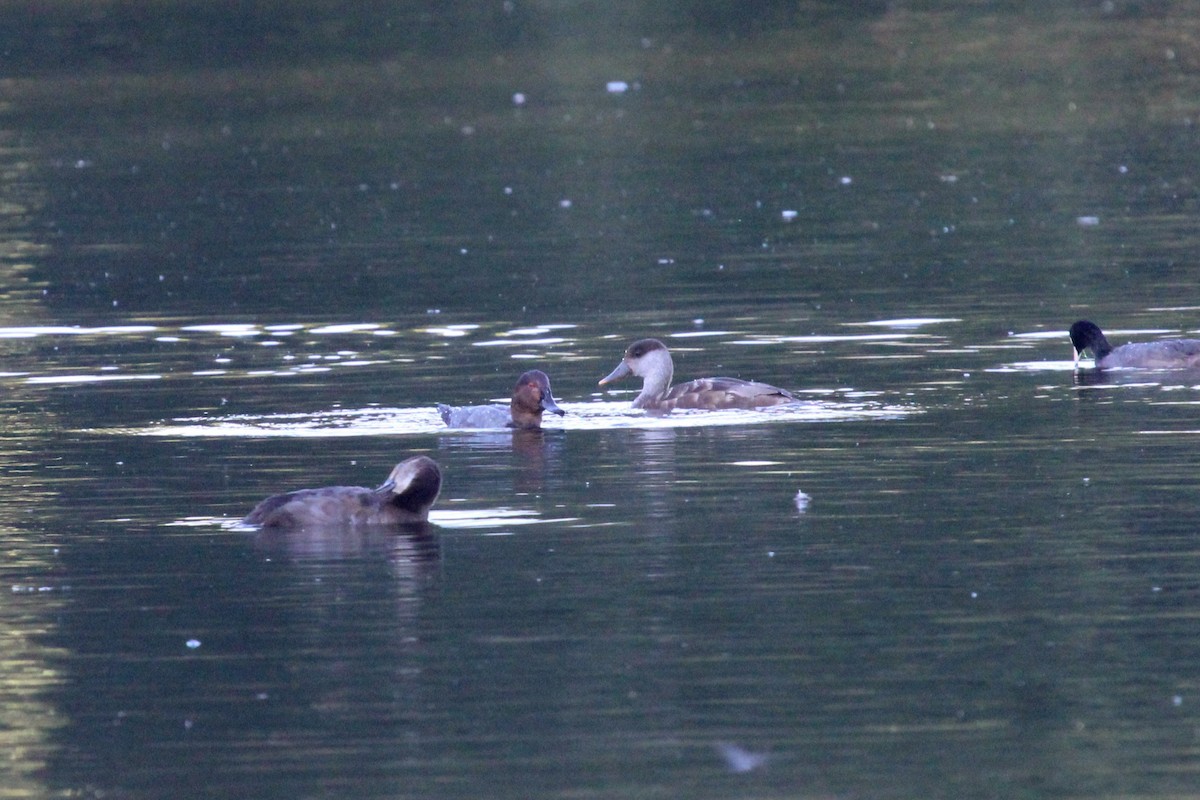 Common Pochard - ML645210617