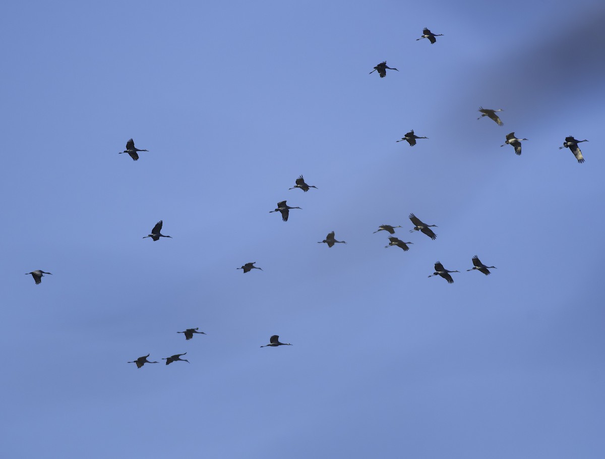 Sandhill Crane - ML645210619