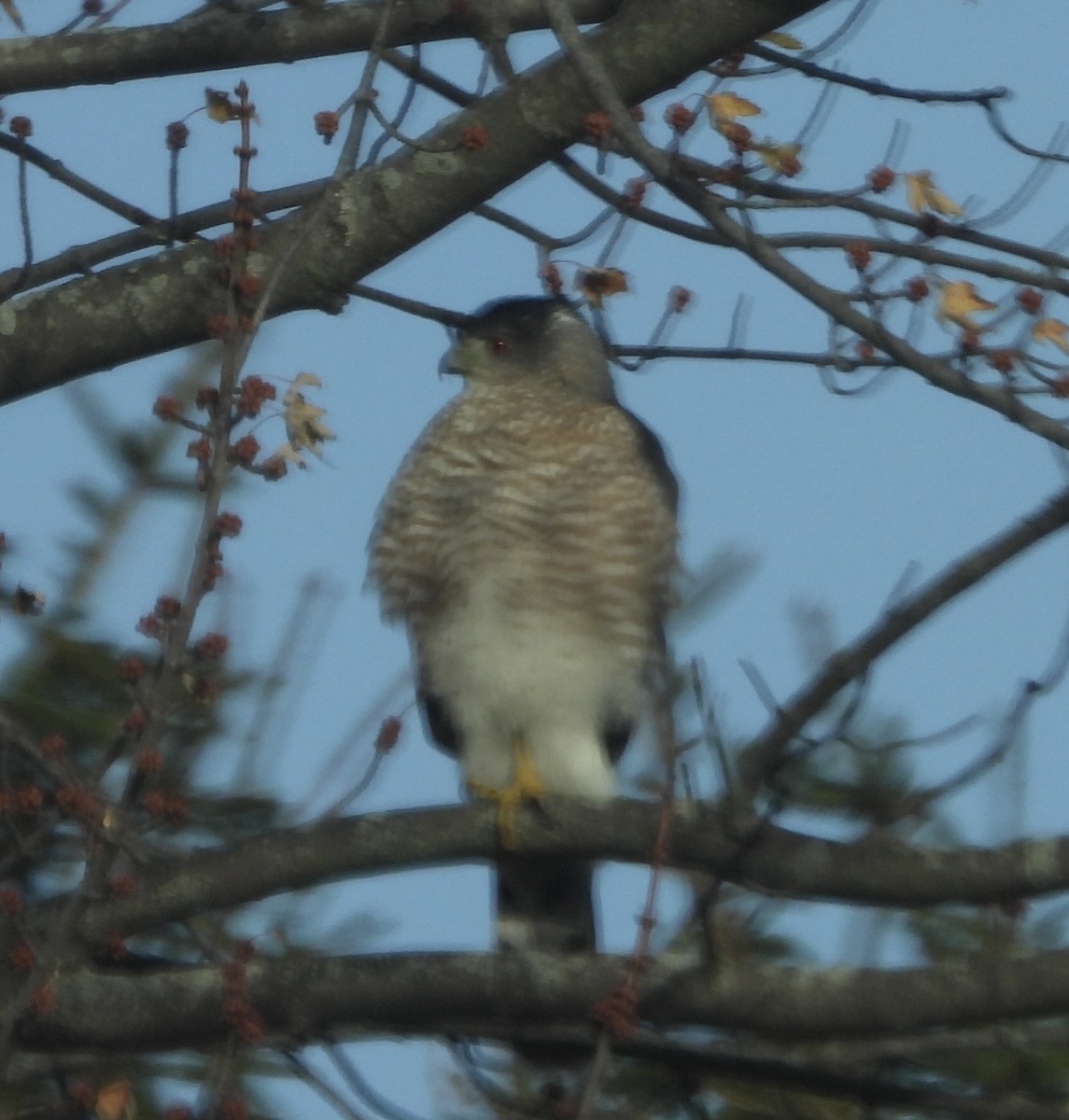 Sharp-shinned Hawk - ML645210620