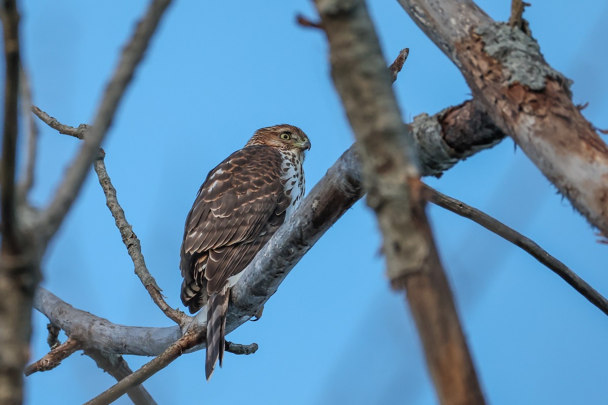 Cooper's Hawk - ML645210628
