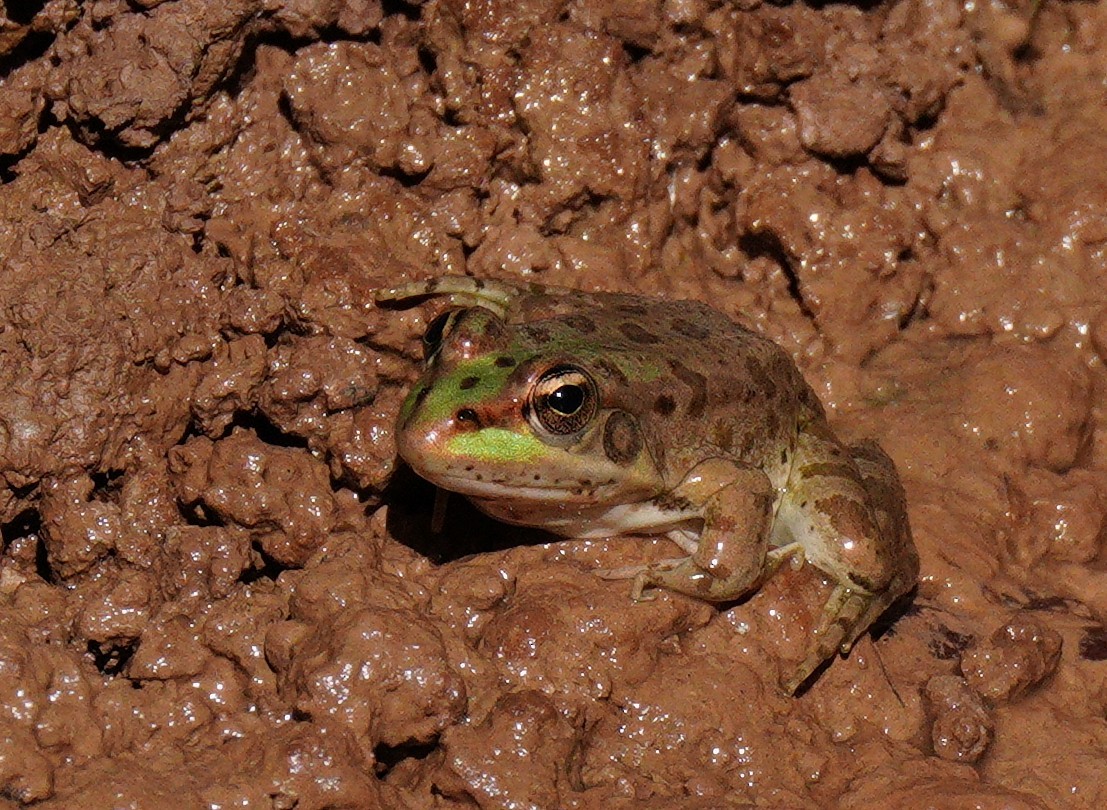 Moroccan Painted Frog - ML645210631