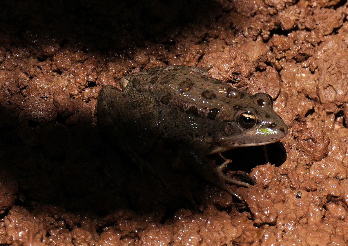 Moroccan Painted Frog - ML645210632