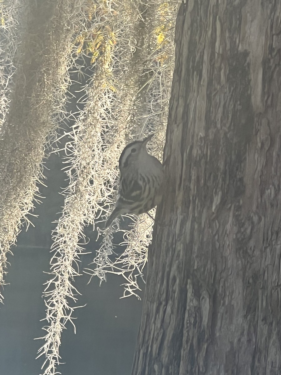 Пищуховая древесница - ML645210635