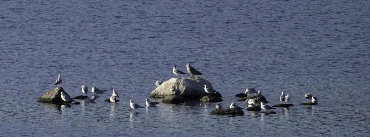Ring-billed Gull - ML645210636