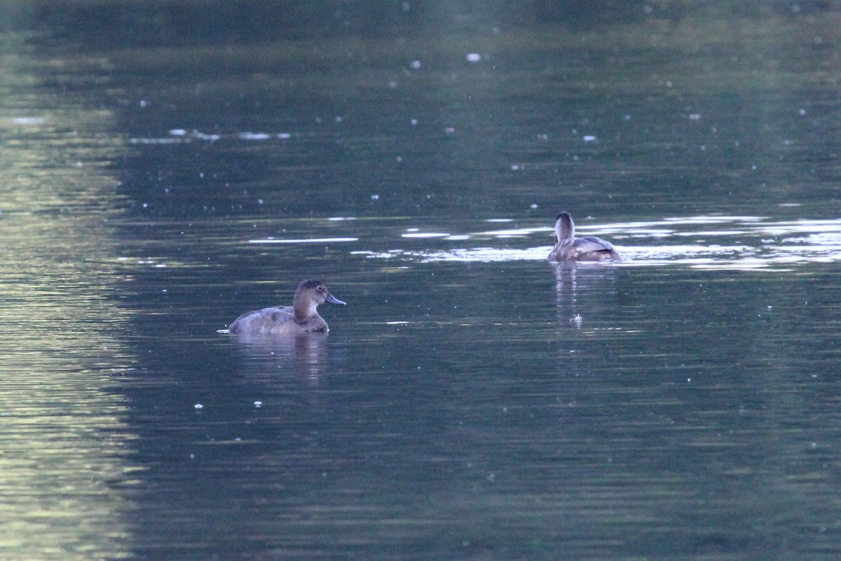 Common Pochard - ML645210644