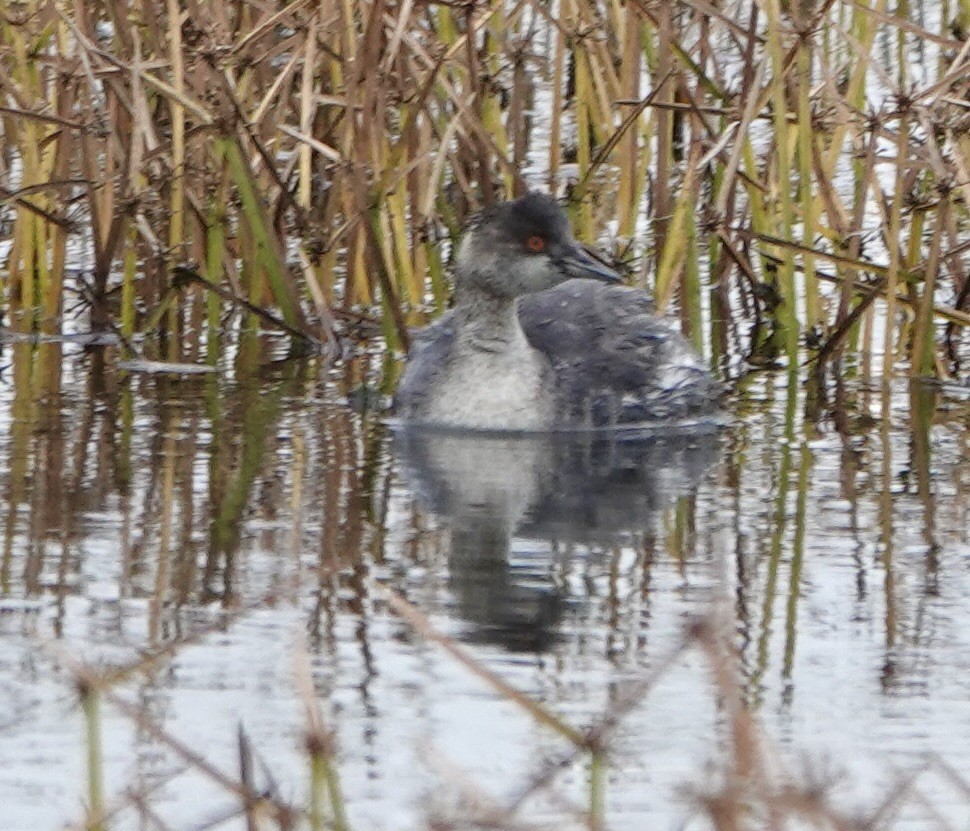 potápka černokrká - ML645210646