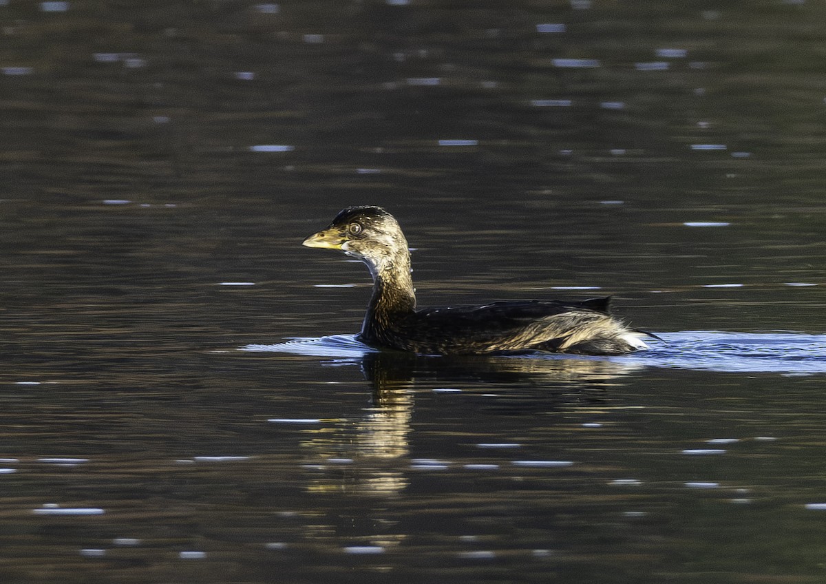 Pied-billed Grebe - ML645210669