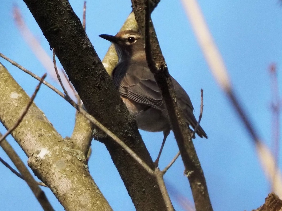 Странствующий дрозд - ML645210676