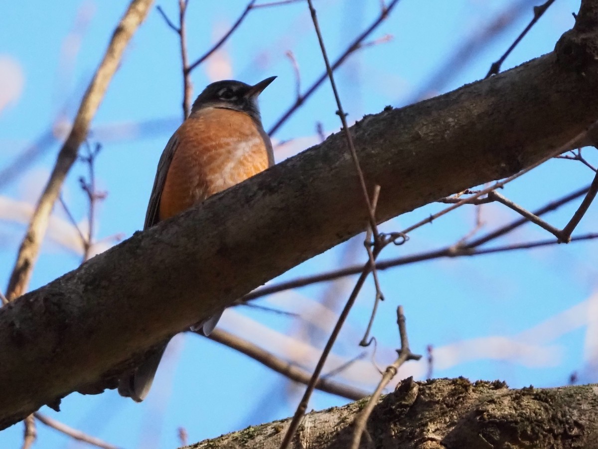 Странствующий дрозд - ML645210677