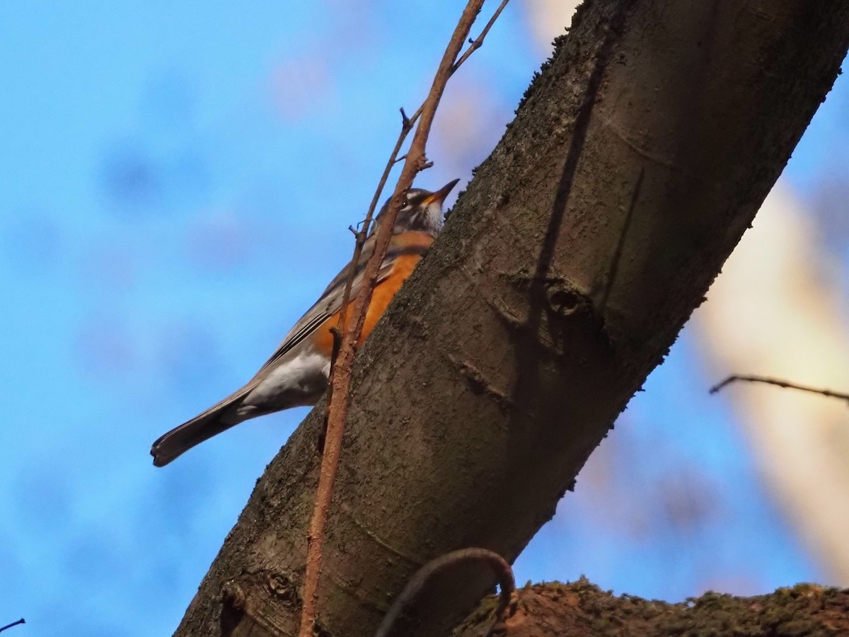 Странствующий дрозд - ML645210678