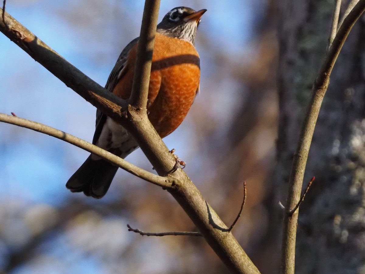 Странствующий дрозд - ML645210679