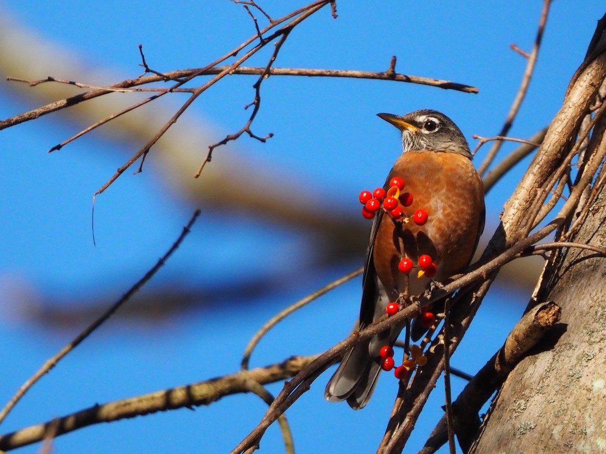 Странствующий дрозд - ML645210680