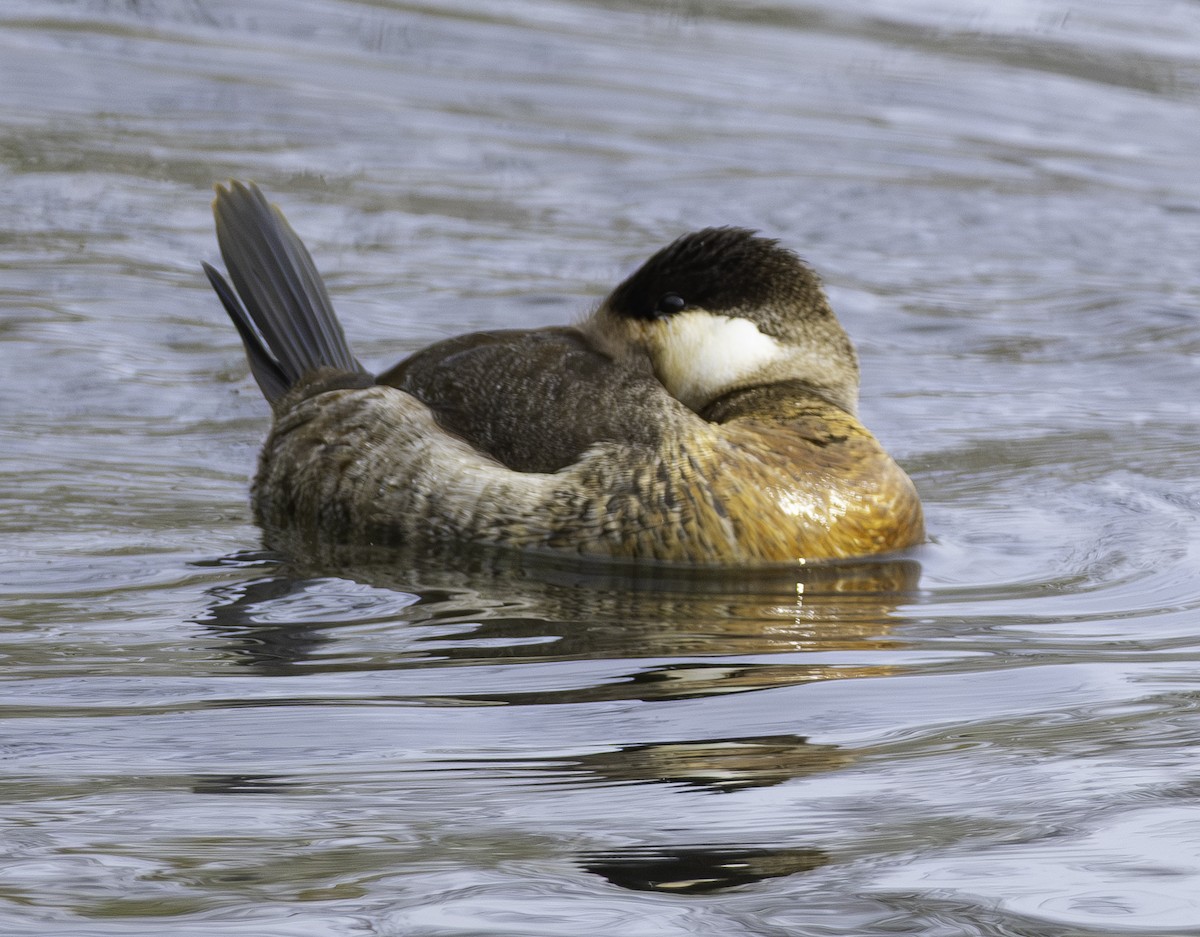 Ruddy Duck - ML645210685