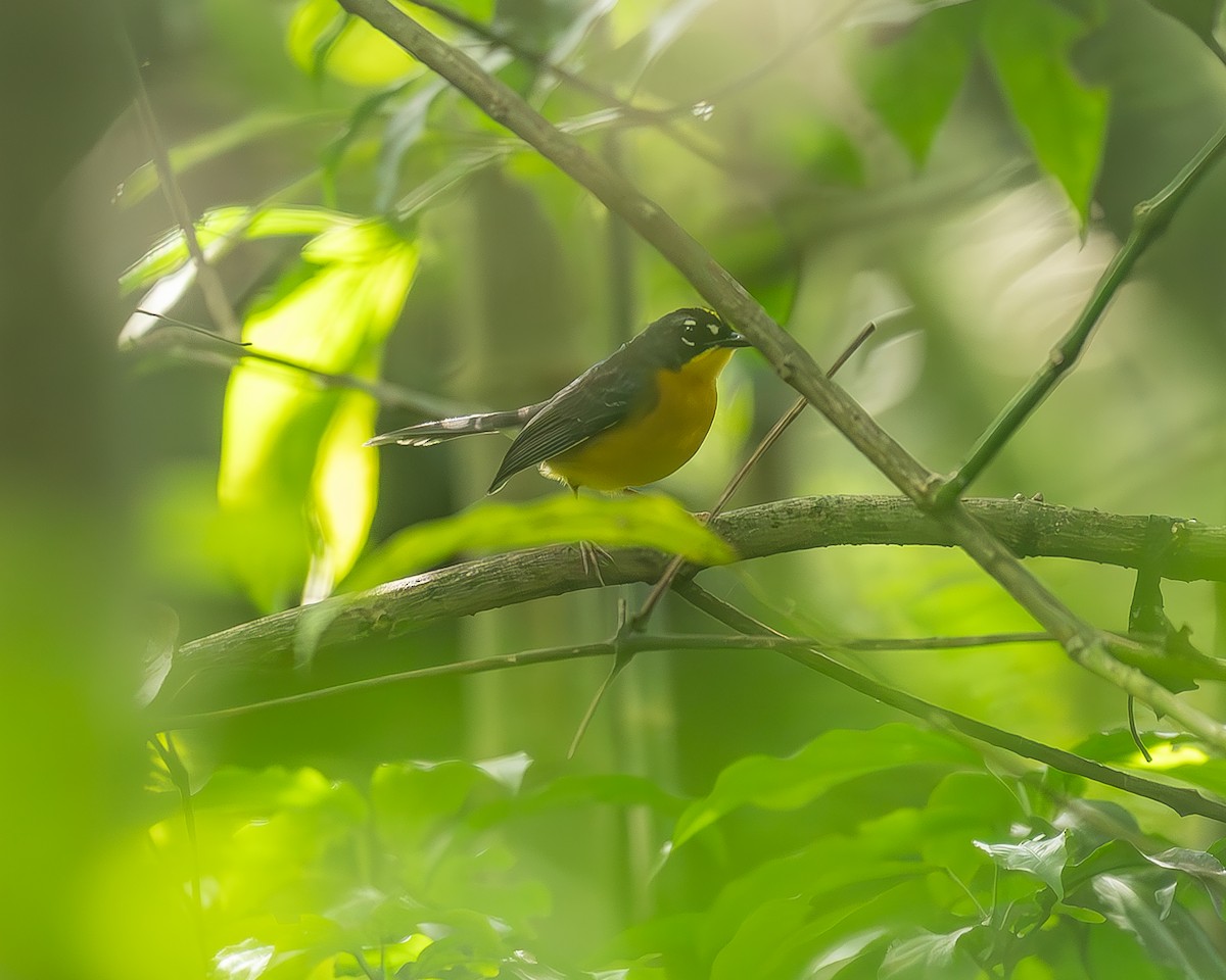 Веерохвостая корольковка - ML645210686