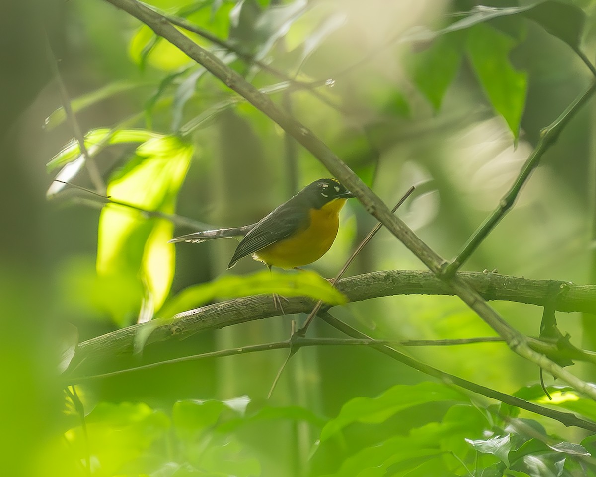 Веерохвостая корольковка - ML645210687