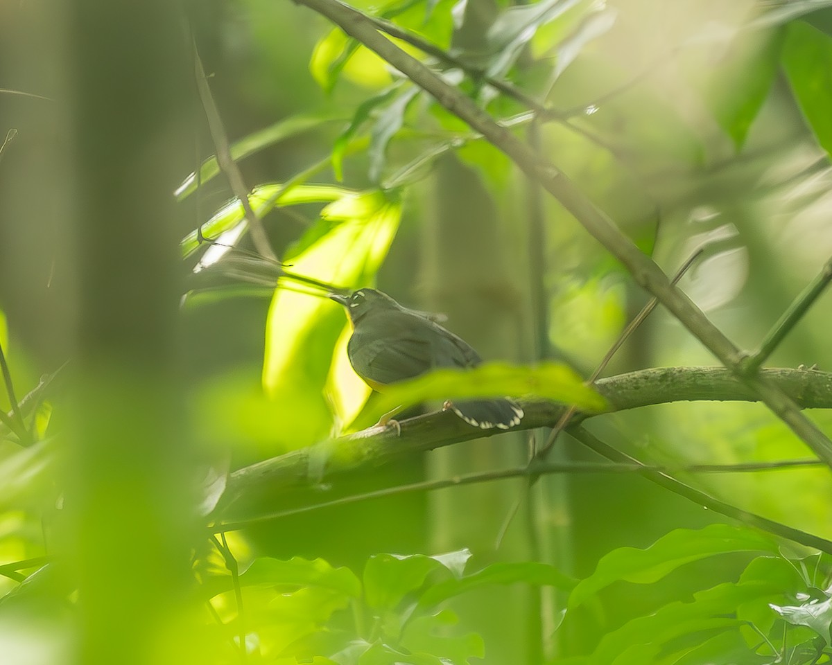 Веерохвостая корольковка - ML645210688