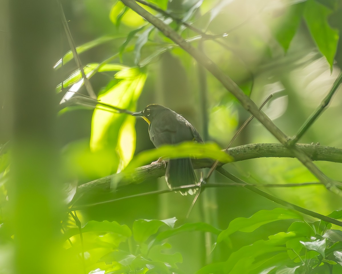 Веерохвостая корольковка - ML645210689