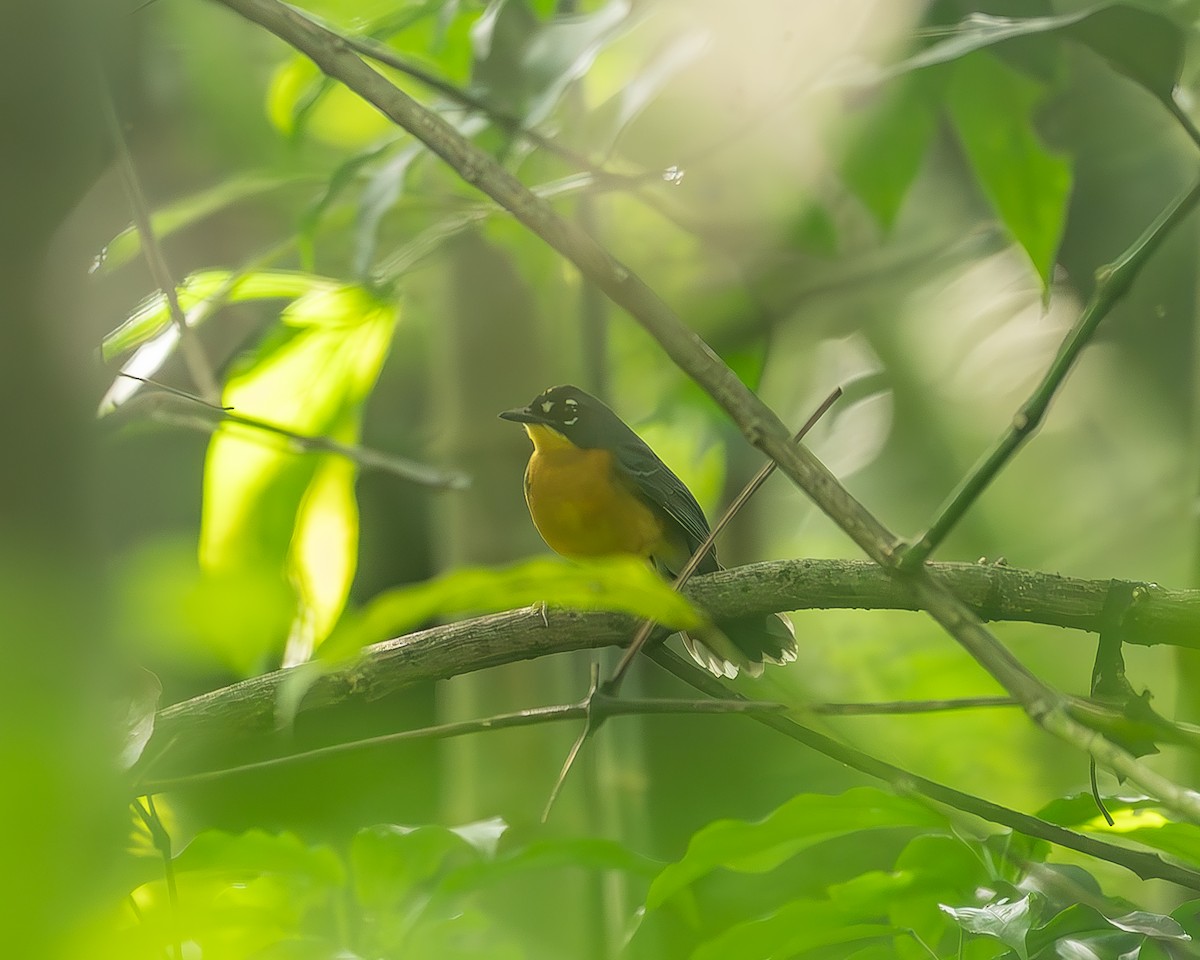 Веерохвостая корольковка - ML645210690