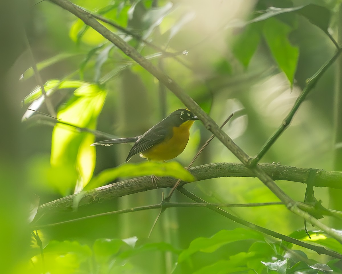 Веерохвостая корольковка - ML645210691