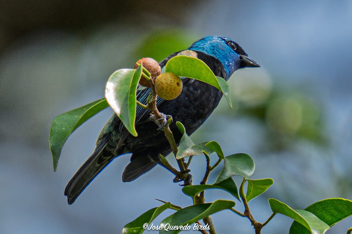 Blue-necked Tanager - ML645210699