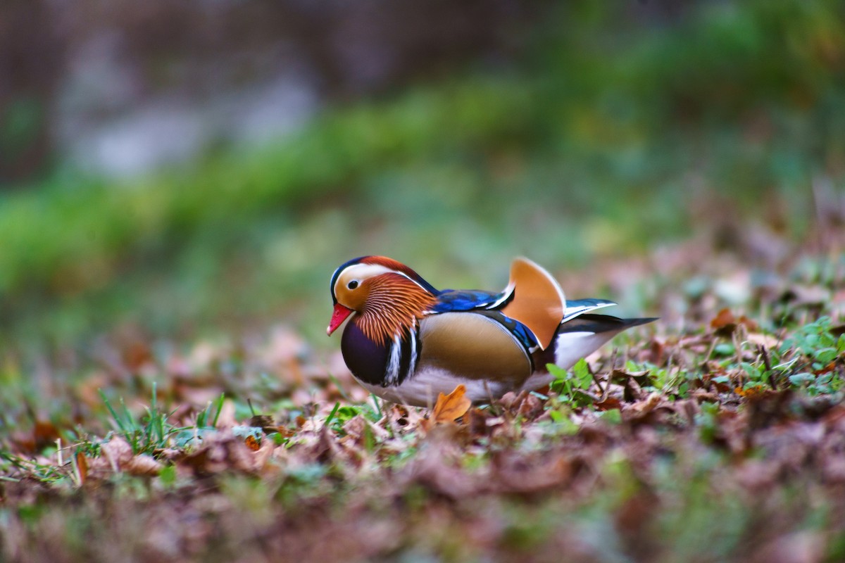 Mandarin Duck - ML645210711
