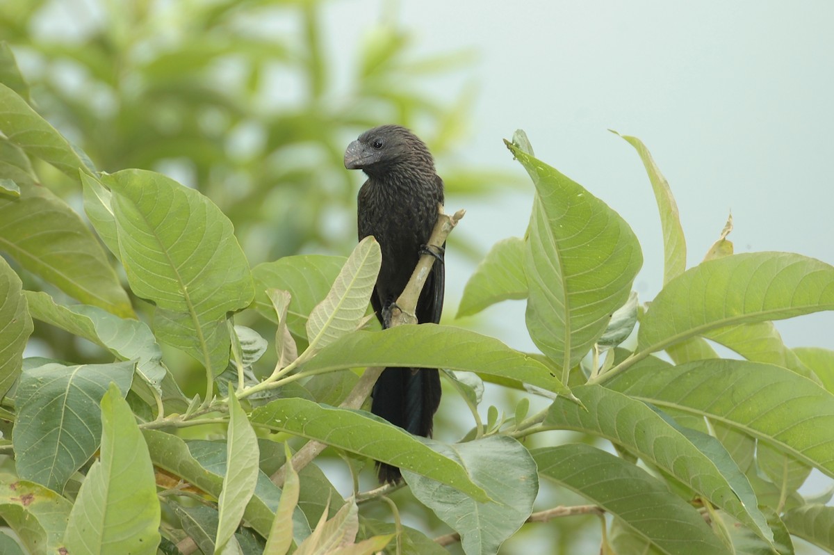 Smooth-billed Ani - ML645210722