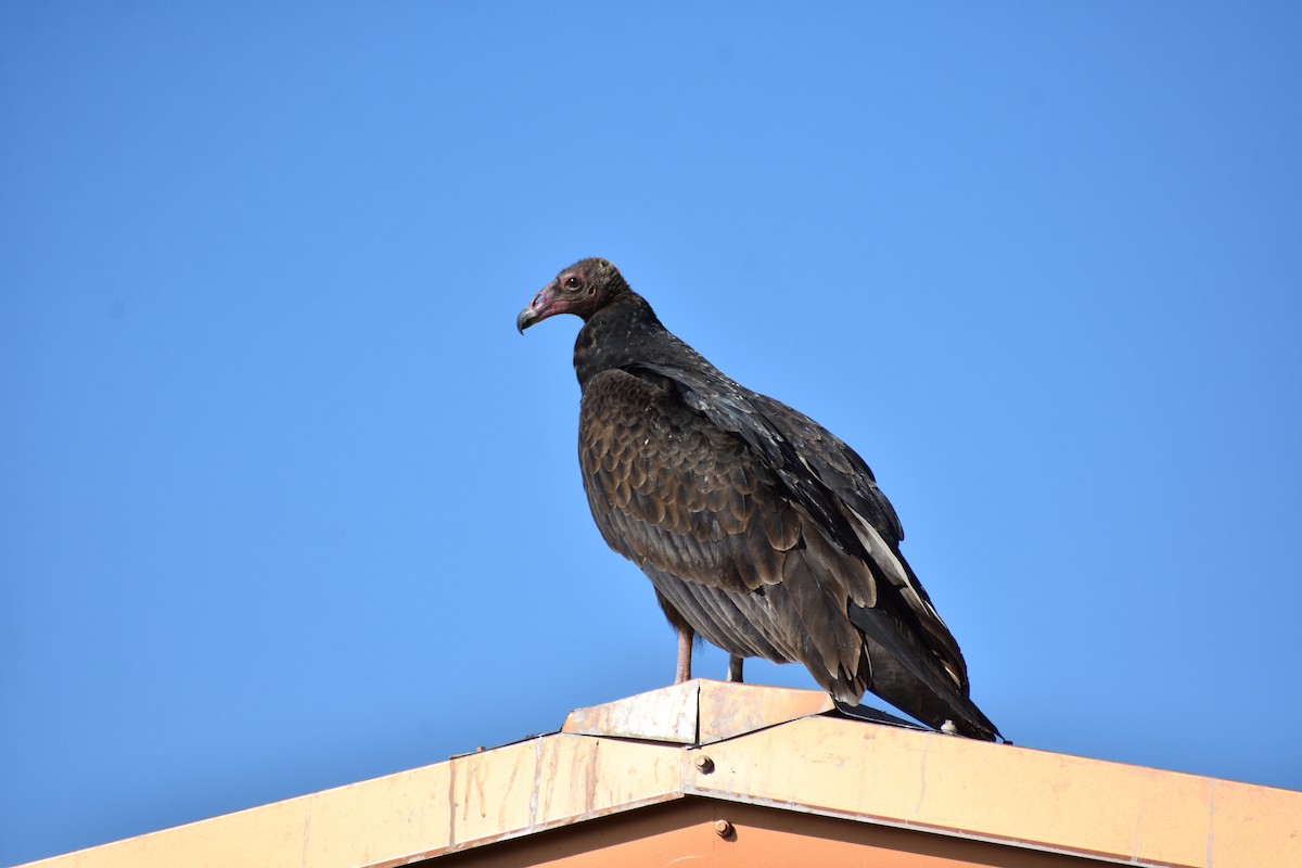 Turkey Vulture - ML645210723