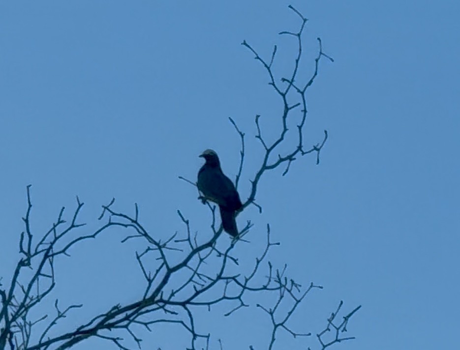 holub antilský - ML645210724