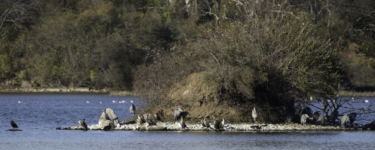 Double-crested Cormorant - ML645210729