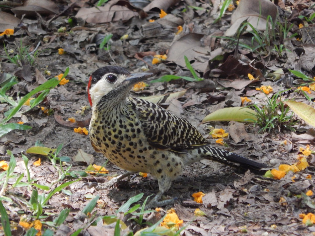 Черноусый дятел - ML645210735