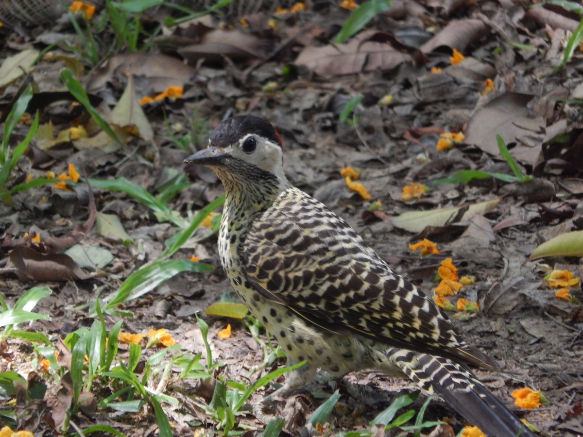 Черноусый дятел - ML645210736