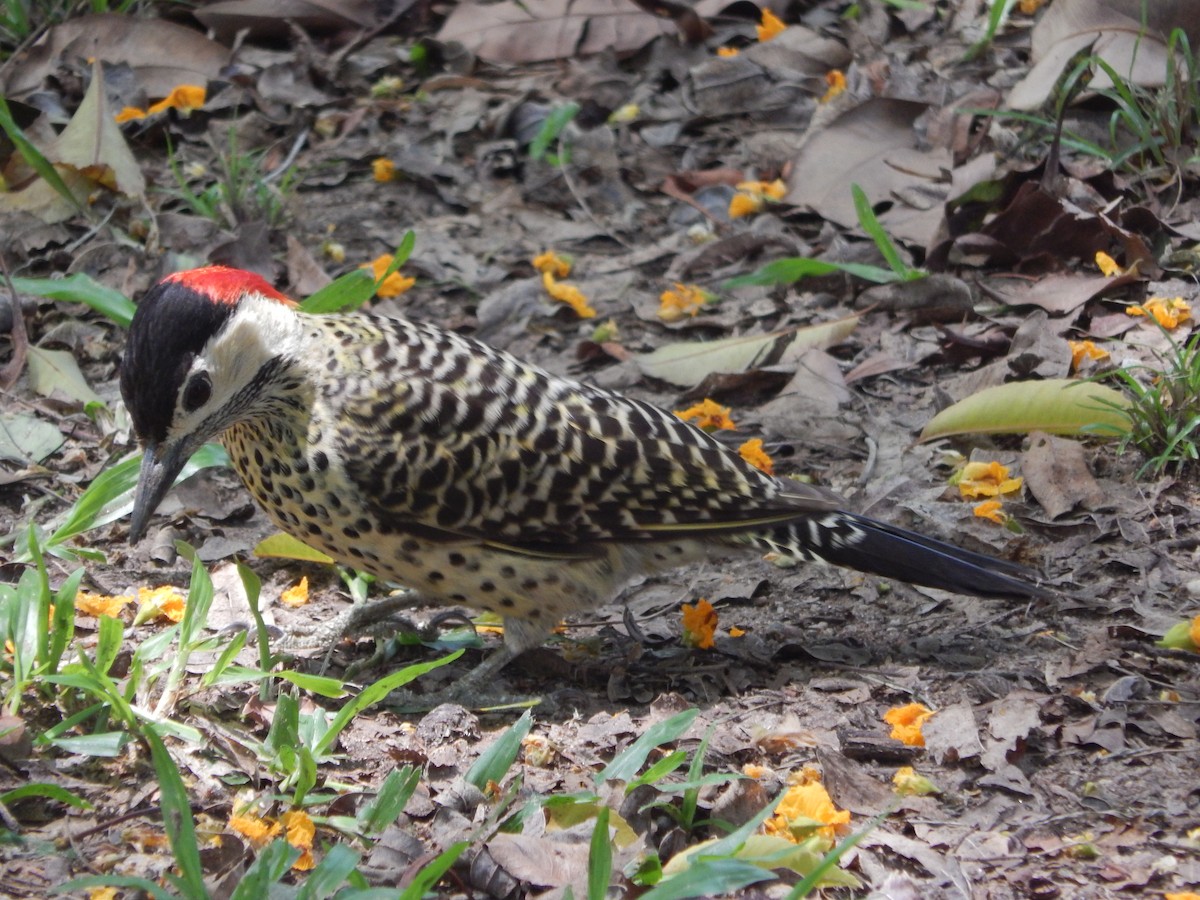 Черноусый дятел - ML645210737