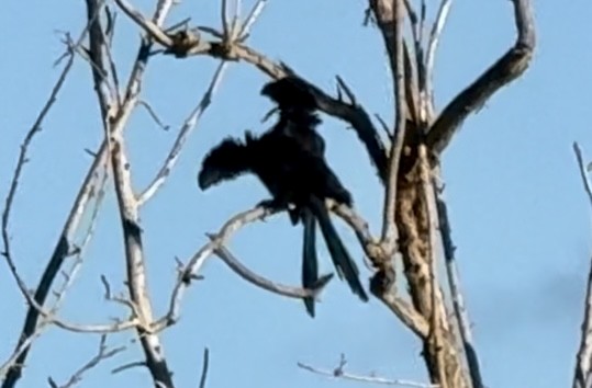Smooth-billed Ani - ML645210739