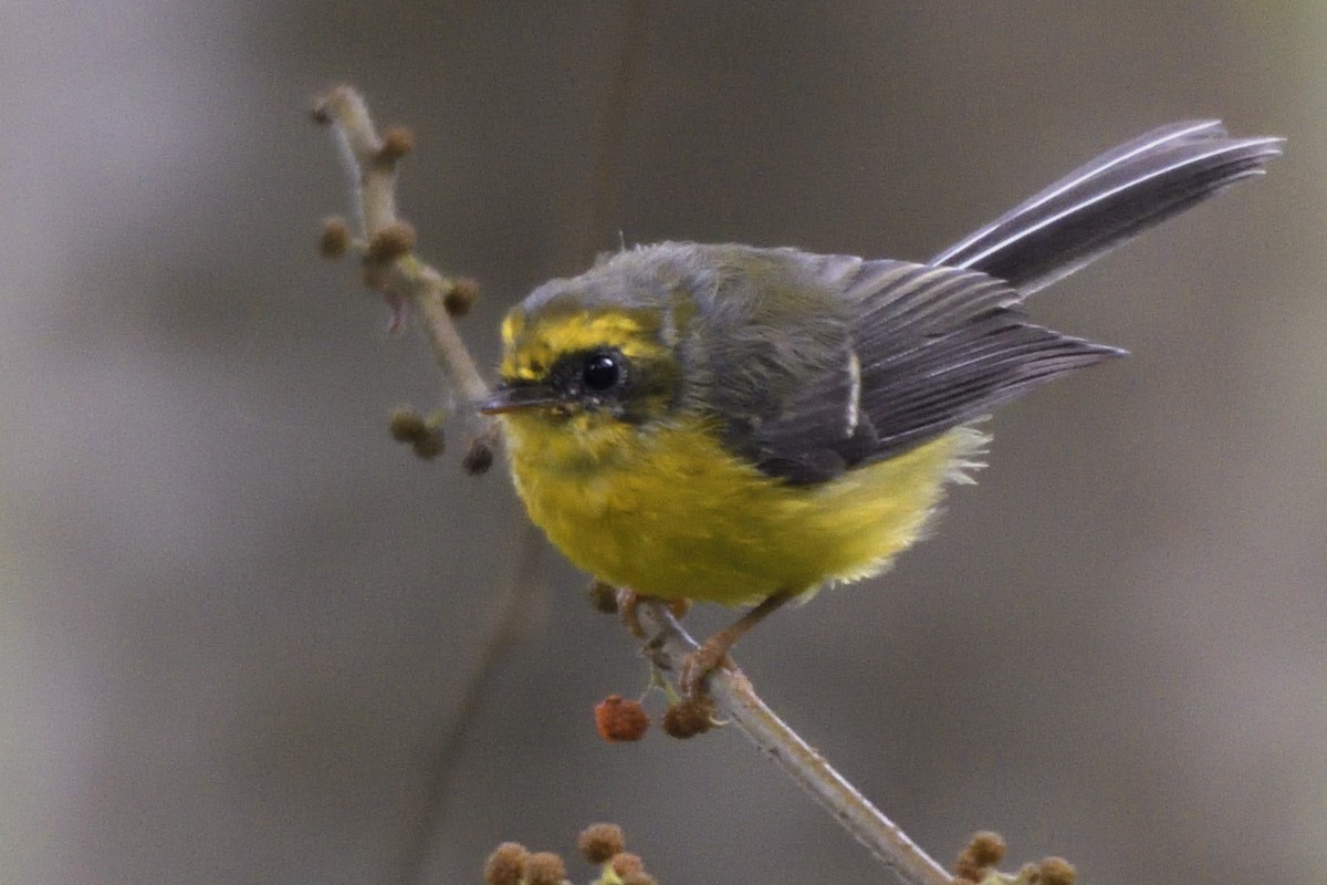 Yellow-bellied Fairy-Fantail - ML645210740