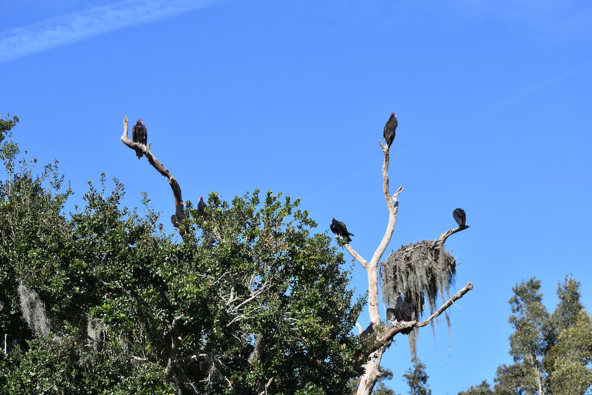 Turkey Vulture - ML645210743
