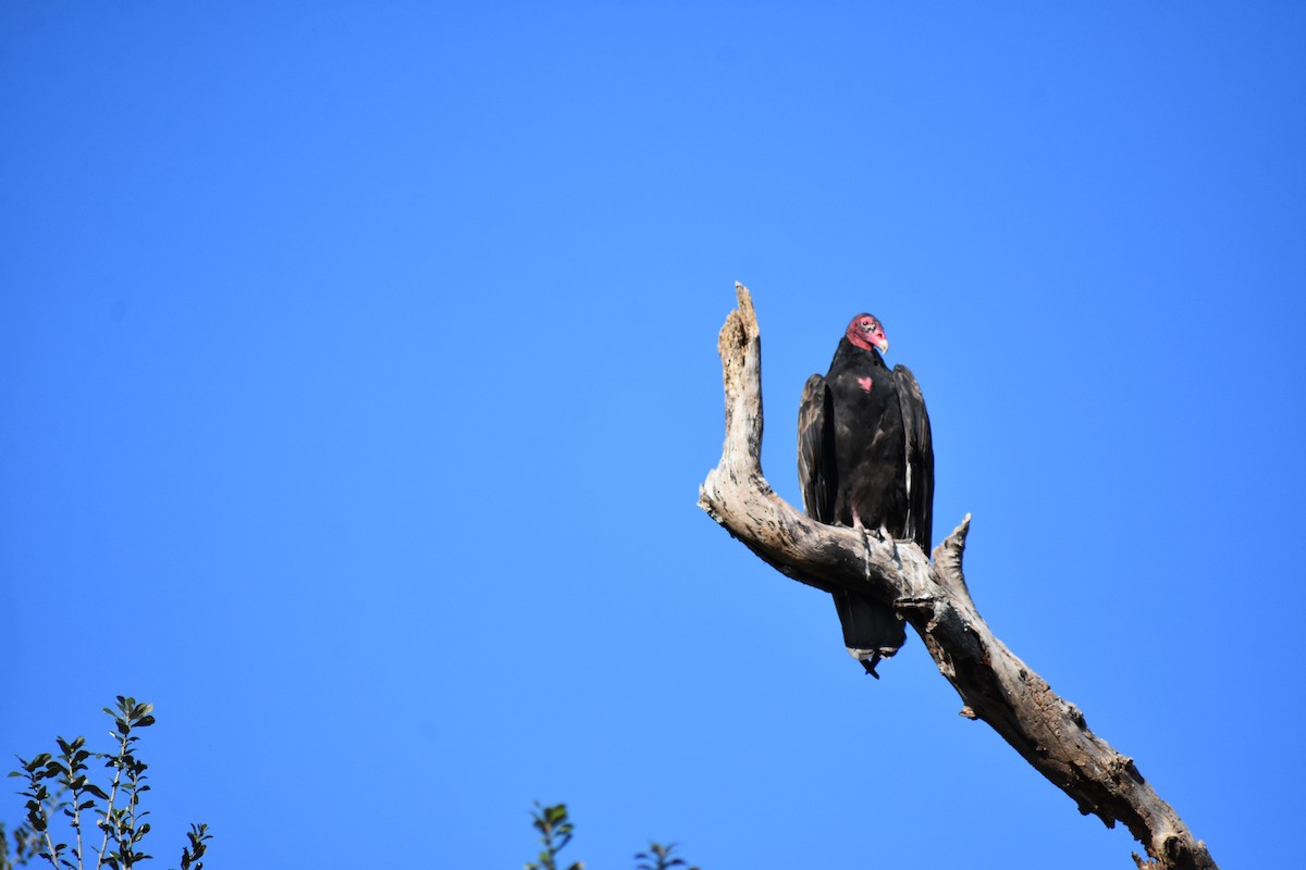 Turkey Vulture - ML645210754