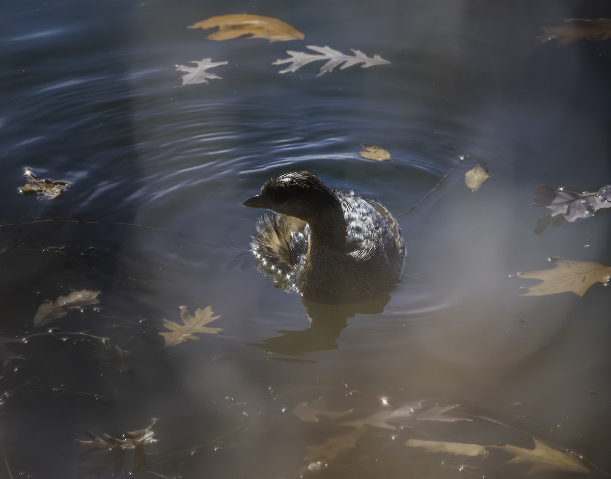 Pied-billed Grebe - ML645210767