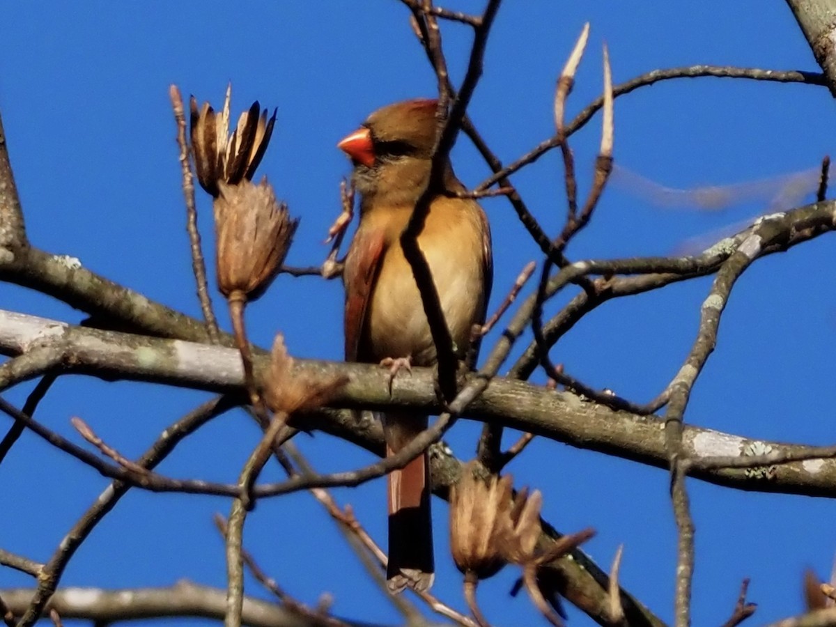 Красный кардинал - ML645210785