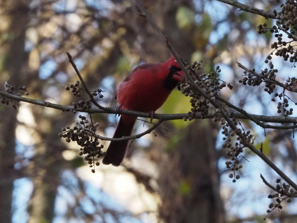 Красный кардинал - ML645210787