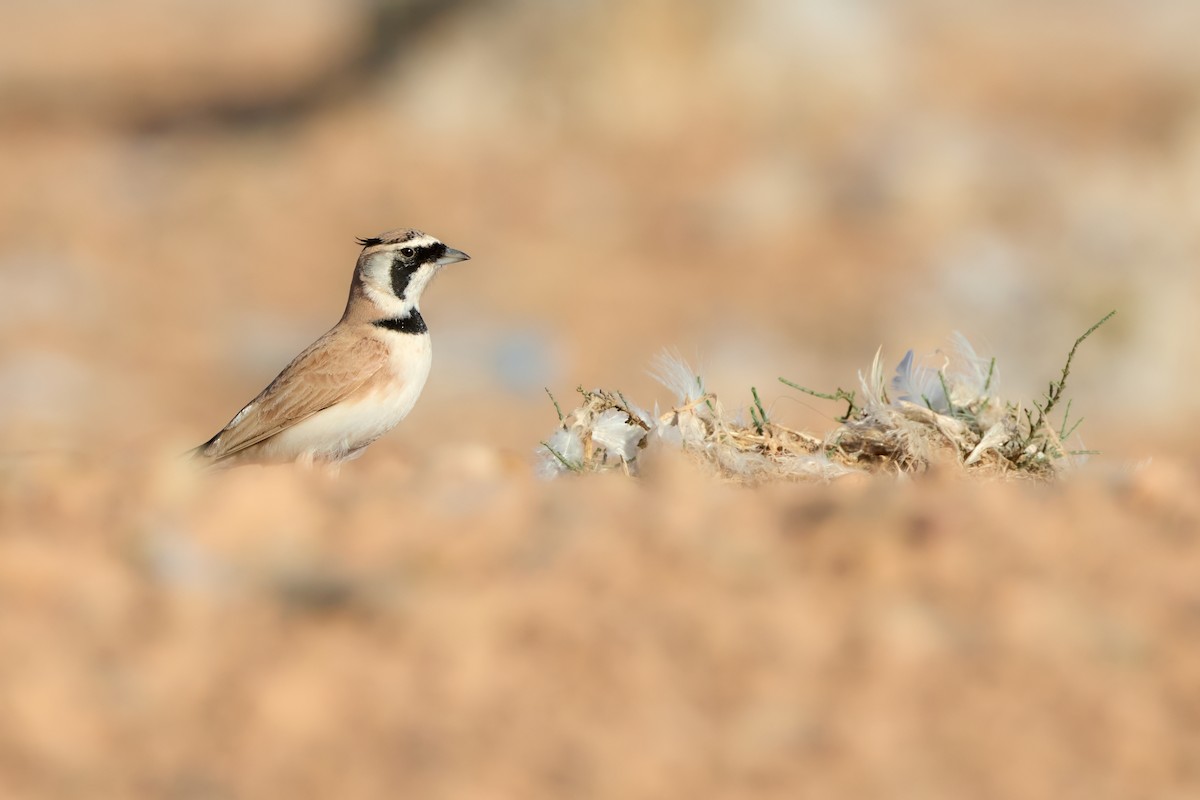 Temminck's Lark - ML645210788