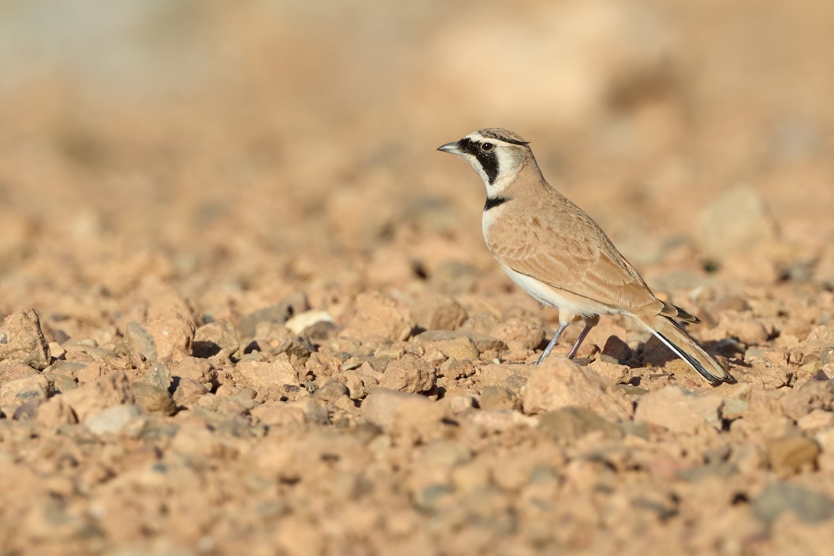 Temminck's Lark - ML645210789