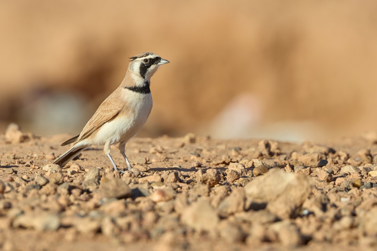 Temminck's Lark - ML645210791